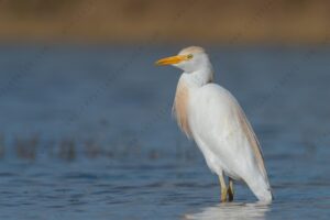 Foto di Airone guardabuoi (Bibulcus ibis)