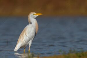 Foto di Airone guardabuoi (Bibulcus ibis)