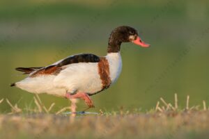 Common Shelduck images (Tadorna tadorna)