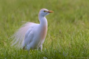 Foto di Airone guardabuoi (Bibulcus ibis)