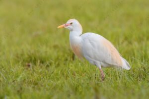 Foto di Airone guardabuoi (Bibulcus ibis)