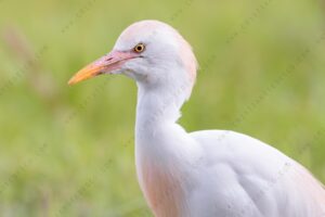 Foto di Airone guardabuoi (Bibulcus ibis)