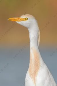 Foto di Airone guardabuoi (Bibulcus ibis)