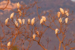 Foto di Airone guardabuoi (Bibulcus ibis)