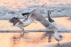 Foto di Gabbiano Reale (Larus michahellis)