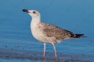 Foto di Gabbiano Reale (Larus michahellis)