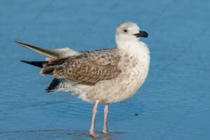 Foto di Gabbiano Reale (Larus michahellis)