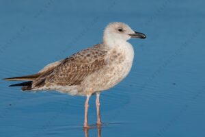 Yellow-legged Gull images (Larus michahellis)