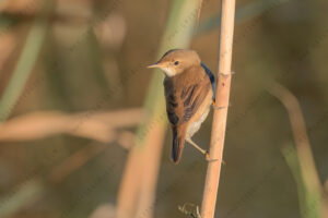 Foto di Cannaiola (Acrocephalus scirpaceus)