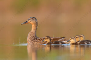 Foto di Germano reale (Anas platyrhynchos)