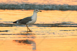 Foto di Gabbiano reale (Larus michahellis)