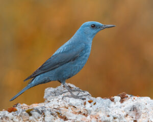 Blue Rock Thrush (Monticola solitarius)