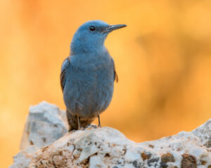 Blue Rock Thrush (Monticola solitarius)