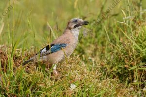 Foto di Ghiandaia comune (Garrulus glandarius)