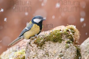 Photos of Great Tit (Parus major)