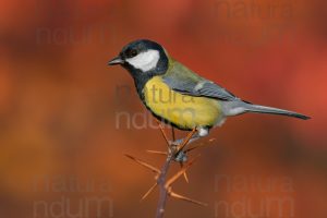 Foto di Cinciallegra (Parus major)