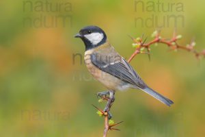 Foto di Cinciallegra (Parus major)