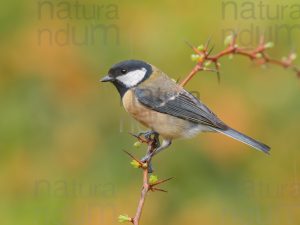 Photos of Great Tit (Parus major)