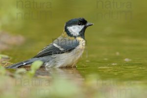 Foto di Cinciallegra (Parus major)