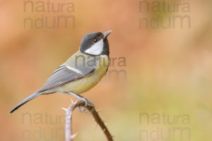 Foto di Cinciallegra (Parus major)