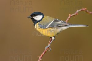 Foto di Cinciallegra (Parus major)