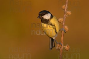 Photos of Great Tit (Parus major)