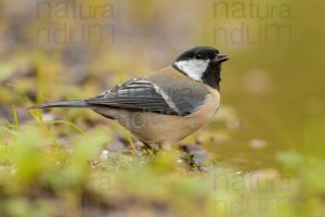 Foto di Cinciallegra (Parus major)