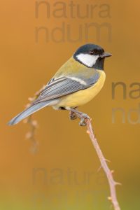 Foto di Cinciallegra (Parus major)