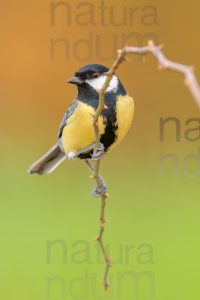 Photos of Great Tit (Parus major)