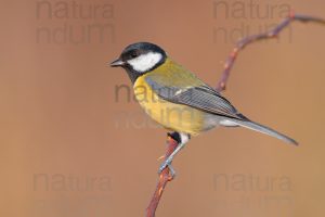 Photos of Great Tit (Parus major)