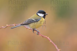 Photos of Great Tit (Parus major)