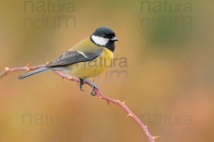 Foto di Cinciallegra (Parus major)