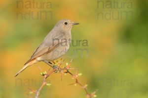 Photos of Black Redstart (Phoenicurus ochruros)