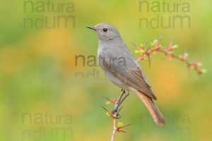 Photos of Black Redstart (Phoenicurus ochruros)