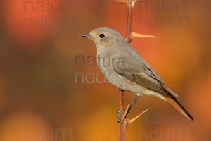 Photos of Black Redstart (Phoenicurus ochruros)