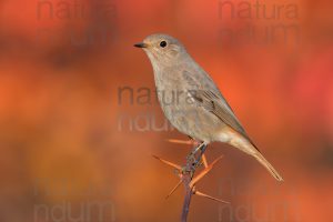 Photos of Black Redstart (Phoenicurus ochruros)