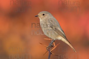 Photos of Black Redstart (Phoenicurus ochruros)