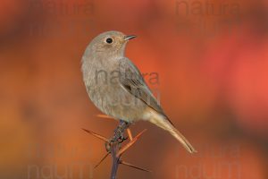 Photos of Black Redstart (Phoenicurus ochruros)