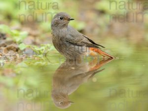 Photos of Black Redstart (Phoenicurus ochruros)