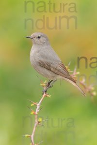 Photos of Black Redstart (Phoenicurus ochruros)