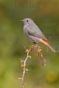 Photos of Black Redstart (Phoenicurus ochruros)