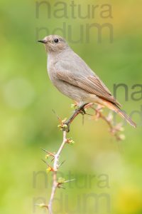 Foto di Codirosso spazzacamino (Phoenicurus ochruros)