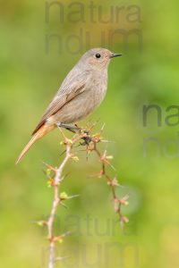 Foto di Codirosso spazzacamino (Phoenicurus ochruros)