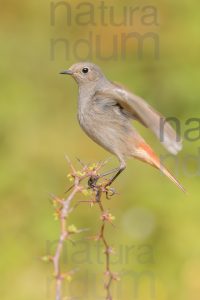 Foto di Codirosso spazzacamino (Phoenicurus ochruros)