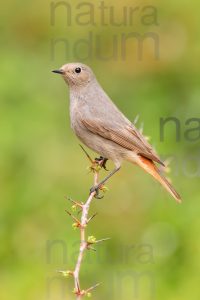 Photos of Black Redstart (Phoenicurus ochruros)