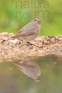 Foto di Codirosso spazzacamino (Phoenicurus ochruros)