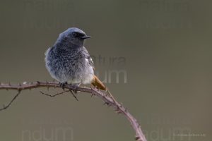 Photos of Black Redstart (Phoenicurus ochruros)