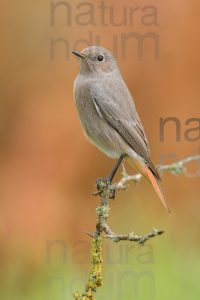 Foto di Codirosso spazzacamino (Phoenicurus ochruros)