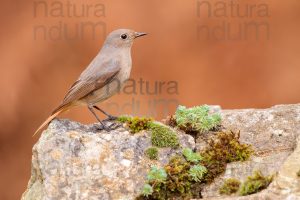 Foto di Codirosso spazzacamino (Phoenicurus ochruros)