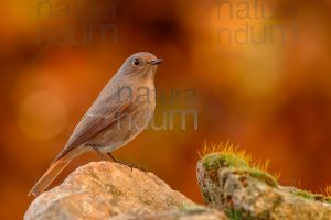 Foto di Codirosso spazzacamino (Phoenicurus ochruros)